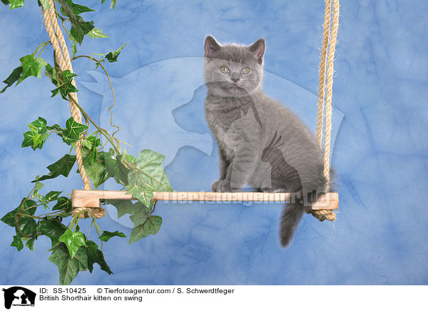 British Shorthair kitten on swing / SS-10425