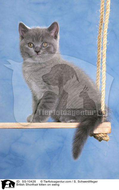 British Shorthair kitten on swing / SS-10426