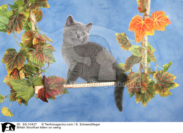 Britisch Kurzhaar auf Schaukel / British Shorthair kitten on swing / SS-10427