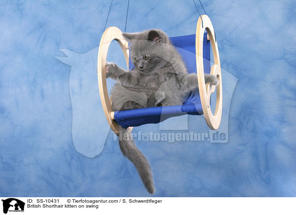 British Shorthair kitten on swing / SS-10431