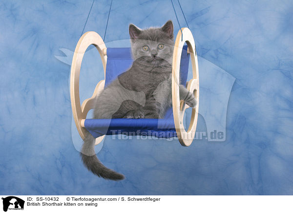 British Shorthair kitten on swing / SS-10432