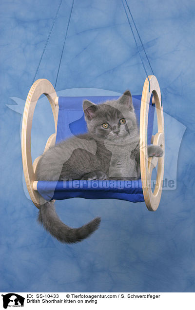 Britisch Kurzhaar auf Schaukel / British Shorthair kitten on swing / SS-10433