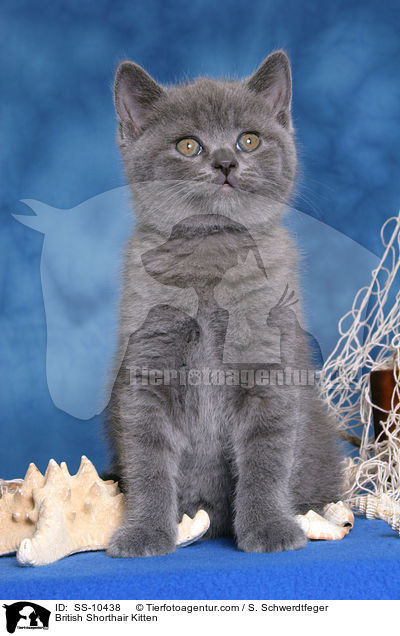 British Shorthair Kitten / SS-10438