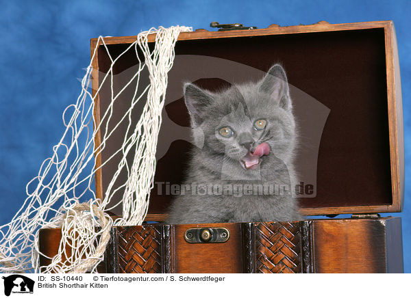 Britisch Kurzhaar Ktzchen / British Shorthair Kitten / SS-10440