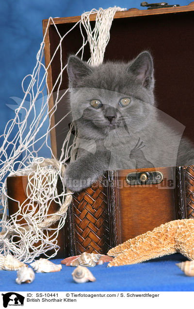 Britisch Kurzhaar Ktzchen / British Shorthair Kitten / SS-10441