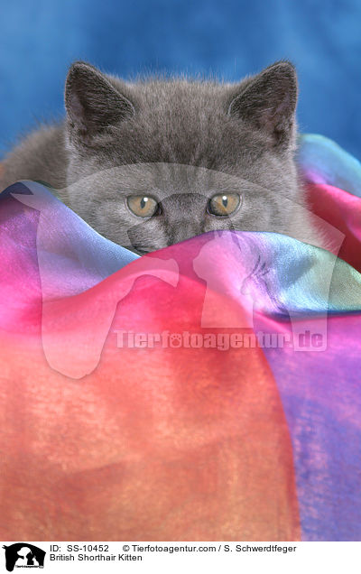 Britisch Kurzhaar Ktzchen / British Shorthair Kitten / SS-10452