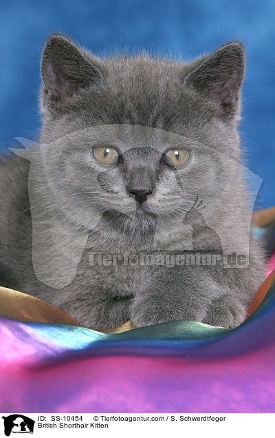 Britisch Kurzhaar Ktzchen / British Shorthair Kitten / SS-10454