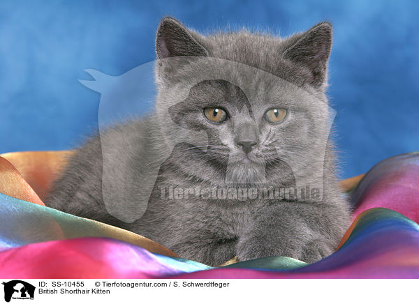 Britisch Kurzhaar Ktzchen / British Shorthair Kitten / SS-10455