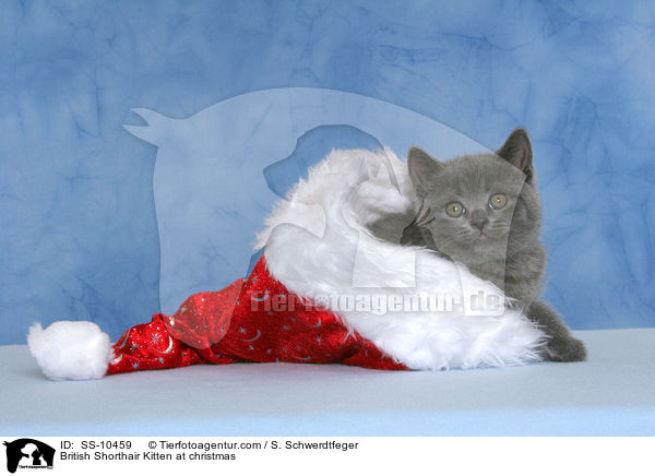Britisch Kurzhaar Ktzchen zu Weihnachten / British Shorthair Kitten at christmas / SS-10459