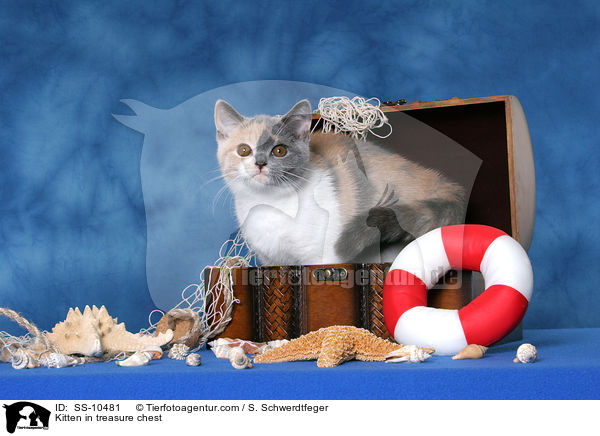 Ktzchen in Schatzkiste / Kitten in treasure chest / SS-10481