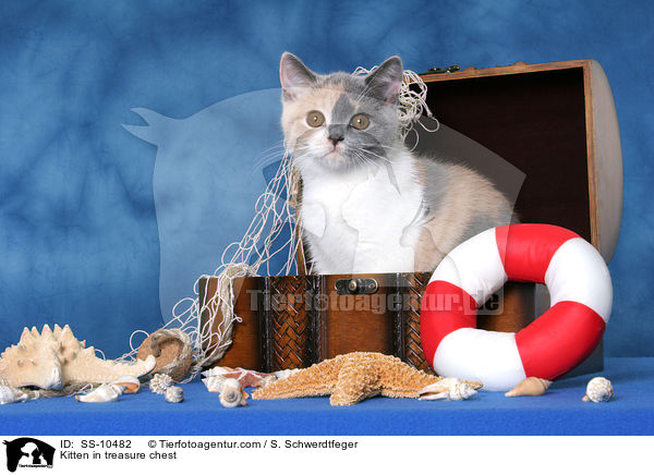 Ktzchen in Schatzkiste / Kitten in treasure chest / SS-10482