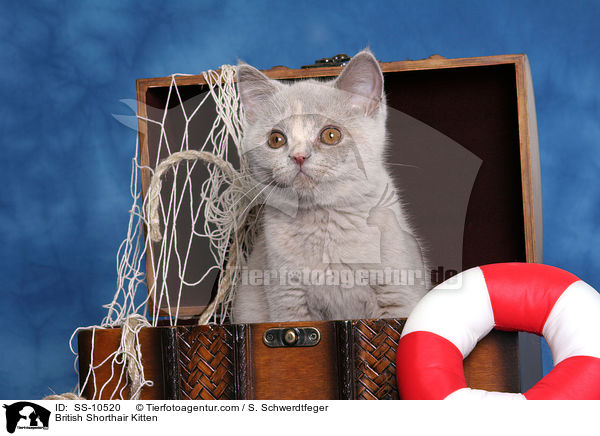 Britisch Kurzhaar Ktzchen / British Shorthair Kitten / SS-10520