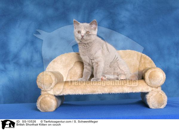 Britisch Kurzhaar Ktzchen auf Sofa / British Shorthair Kitten on couch / SS-10526