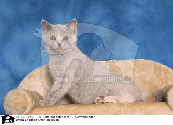Britisch Kurzhaar Ktzchen auf Sofa / British Shorthair Kitten on couch / SS-10527