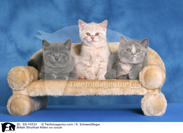 Britisch Kurzhaar Ktzchen auf Sofa / British Shorthair Kitten on couch / SS-10533