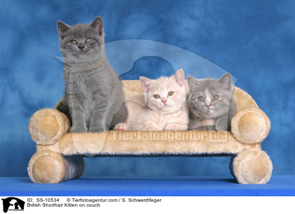 Britisch Kurzhaar Ktzchen auf Sofa / British Shorthair Kitten on couch / SS-10534