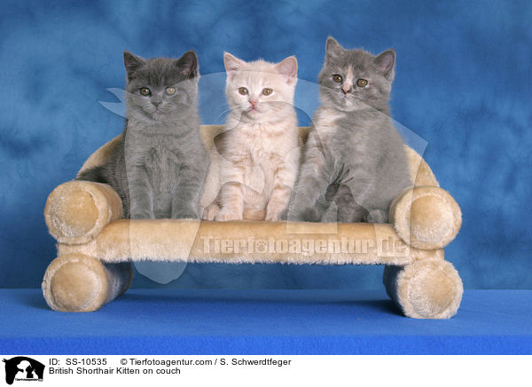 Britisch Kurzhaar Ktzchen auf Sofa / British Shorthair Kitten on couch / SS-10535