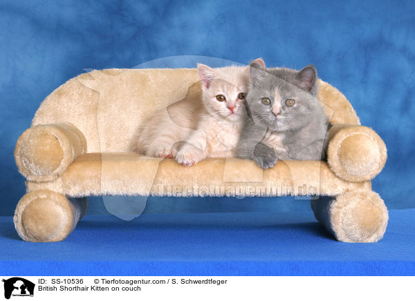 Britisch Kurzhaar Ktzchen auf Sofa / British Shorthair Kitten on couch / SS-10536