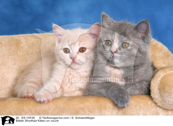Britisch Kurzhaar Ktzchen auf Sofa / British Shorthair Kitten on couch / SS-10538