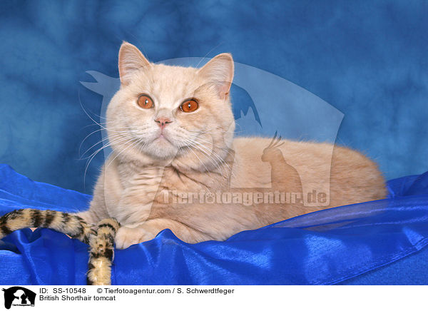 Britisch Kurzhaar Kater / British Shorthair tomcat / SS-10548