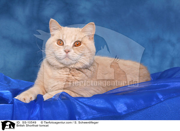 Britisch Kurzhaar Kater / British Shorthair tomcat / SS-10549