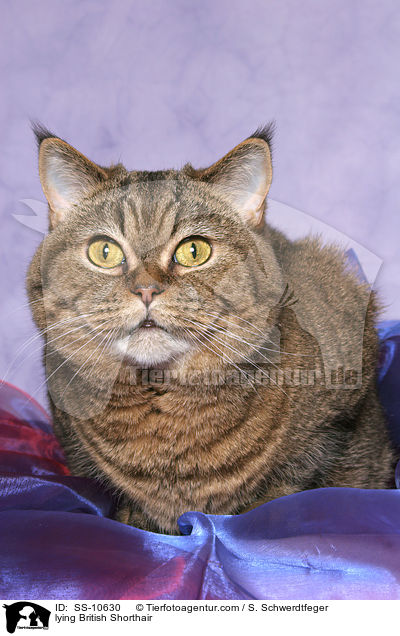 liegende Britisch Kurzhaar / lying British Shorthair / SS-10630