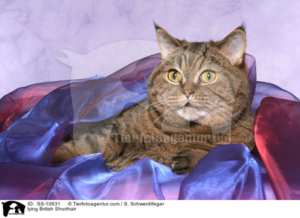 liegende Britisch Kurzhaar / lying British Shorthair / SS-10631