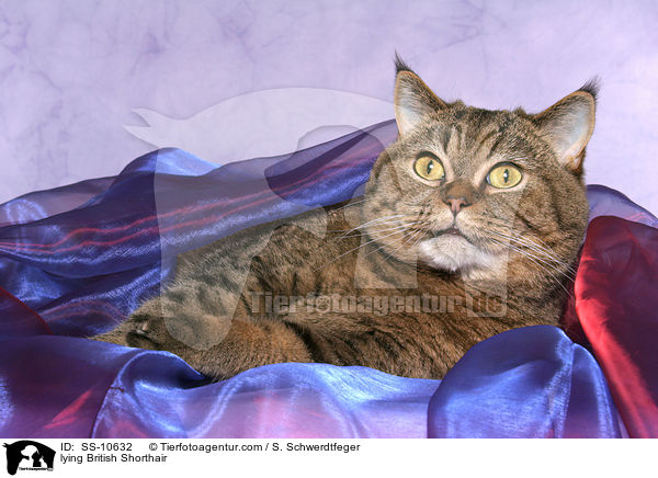 liegende Britisch Kurzhaar / lying British Shorthair / SS-10632