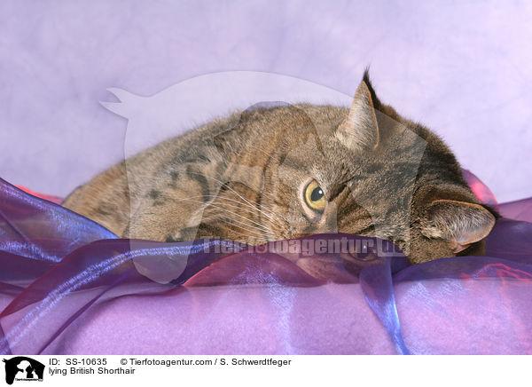 liegende Britisch Kurzhaar / lying British Shorthair / SS-10635