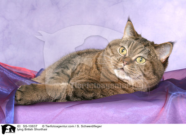 liegende Britisch Kurzhaar / lying British Shorthair / SS-10637