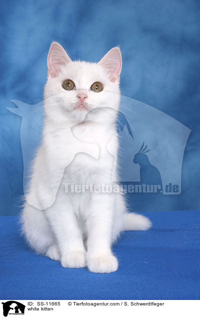 weies Ktzchen / white kitten / SS-11665