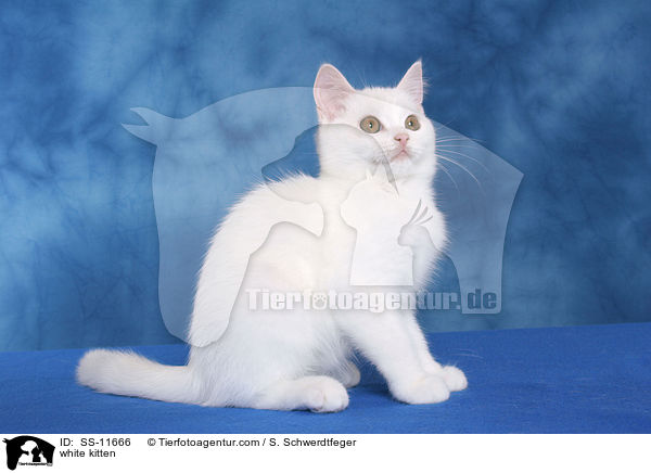 weies Ktzchen / white kitten / SS-11666