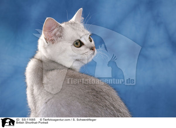 Britisch Kurzhaar Portrait / British Shorthair Portrait / SS-11685