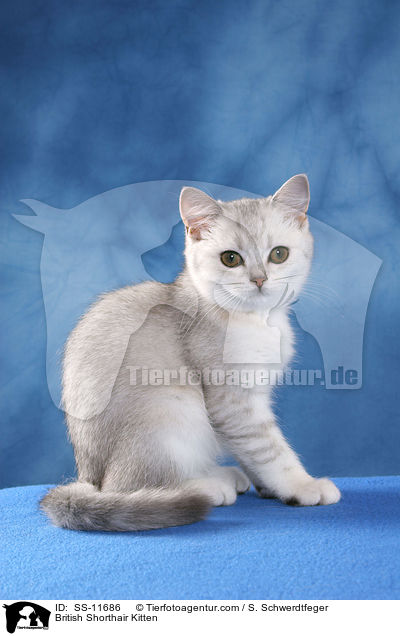 Britisch Kurzhaar Ktzchen / British Shorthair Kitten / SS-11686