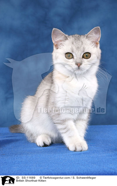 Britisch Kurzhaar Ktzchen / British Shorthair Kitten / SS-11689