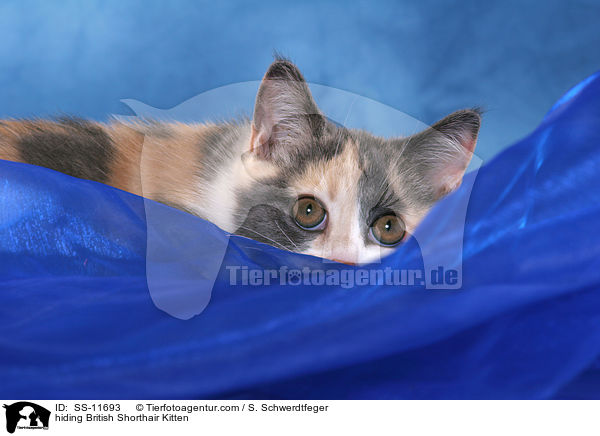 Britisch Kurzhaar Ktzchen versteckt sich / hiding British Shorthair Kitten / SS-11693