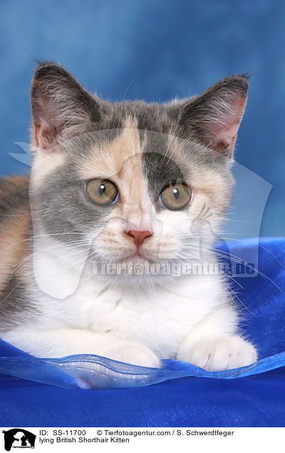 liegendes Britisch Kurzhaar Ktzchen / lying British Shorthair Kitten / SS-11700