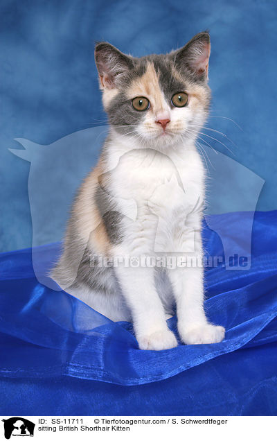 sitzendes Britisch Kurzhaar Ktzchen / sitting British Shorthair Kitten / SS-11711