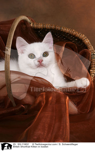 Britisch Kurzhaar Ktzchen im Krbchen / British Shorthair Kitten in basket / SS-11802