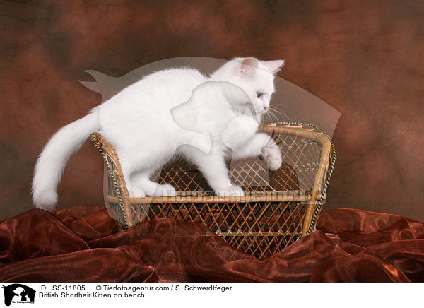 Britisch Kurzhaar Ktzchen auf Bank / British Shorthair Kitten on bench / SS-11805