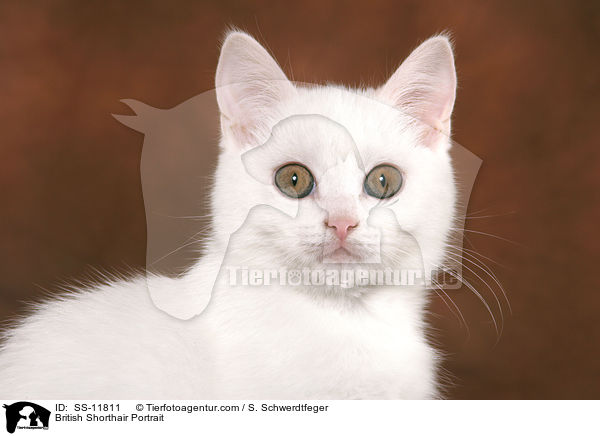 Britisch Kurzhaar Portrait / British Shorthair Portrait / SS-11811