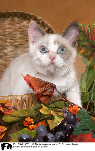 Britisch Kurzhaar Ktzchen in Krbchen / British Shorthair Kitten in basket / SS-11957