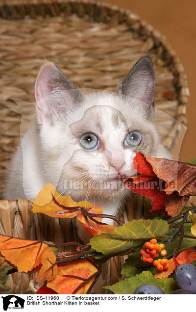 Britisch Kurzhaar Ktzchen in Krbchen / British Shorthair Kitten in basket / SS-11960