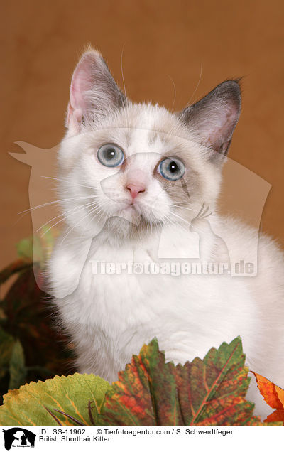 Britisch Kurzhaar Ktzchen / British Shorthair Kitten / SS-11962