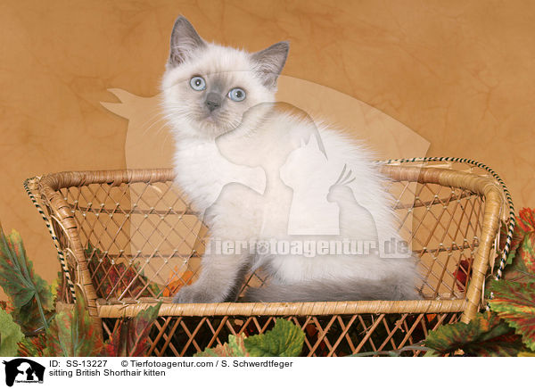 sitzendes Britisch Kurzhaar Ktzchen / sitting British Shorthair kitten / SS-13227