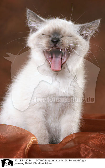 ghnendes Britisch Kurzhaar Ktzchen / yawning British Shorthair kitten / SS-13234