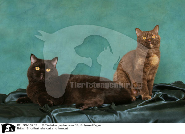 Britisch Kurzhaar Katze und Kater / British Shorthair she-cat and tomcat / SS-13253