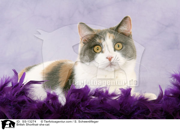 Britisch Kurzhaar Katze / British Shorthair she-cat / SS-13274