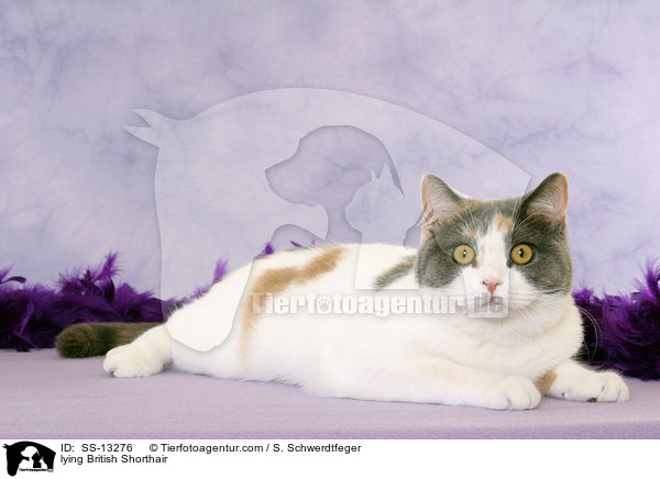 liegende Britisch Kurzhaar / lying British Shorthair / SS-13276