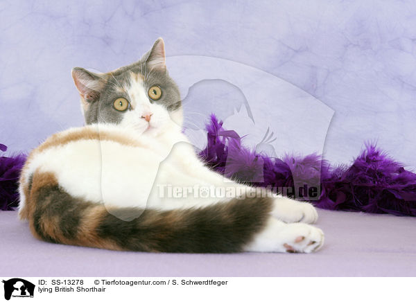 liegende Britisch Kurzhaar / lying British Shorthair / SS-13278